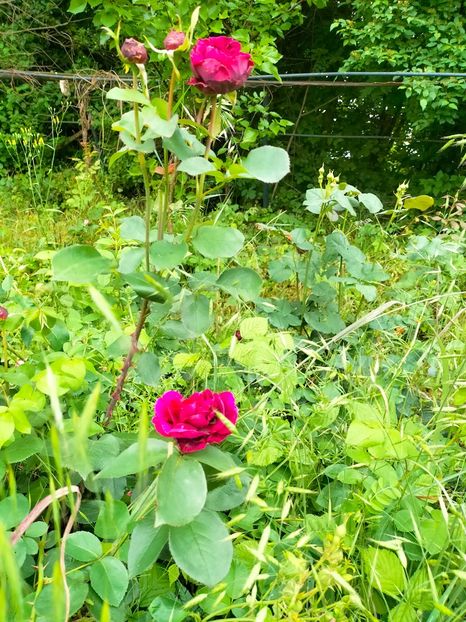 IMG20230606191934 - Anul 2023 vol 2