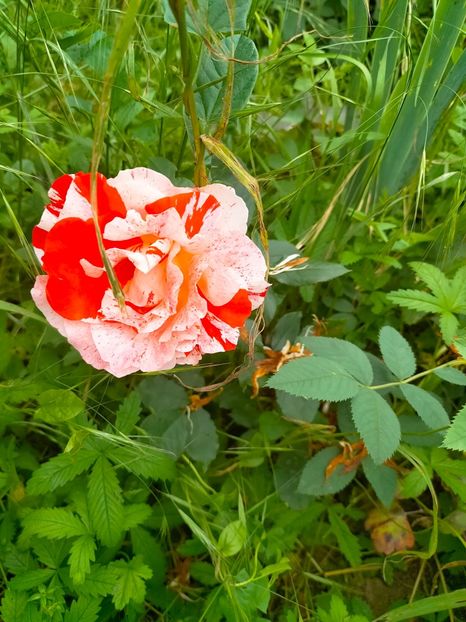 IMG20230606191913 - Anul 2023 vol 2