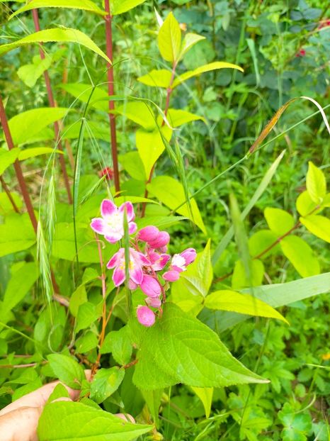 IMG20230606191844 - Anul 2023 vol 2