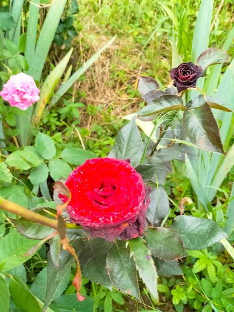 IMG20230606191801 - Anul 2023 vol 2