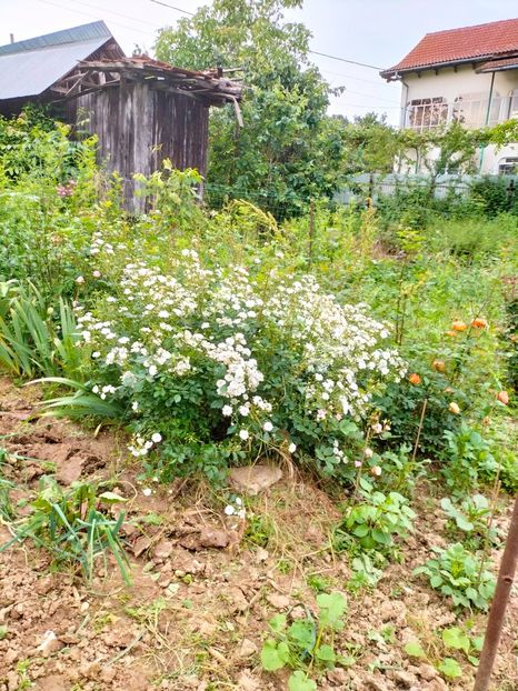 IMG20230606191733 - Anul 2023 vol 2