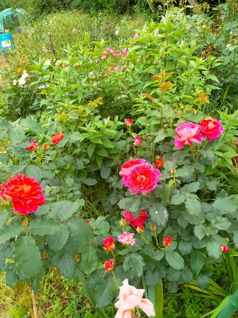 IMG20230606191728 - Anul 2023 vol 2