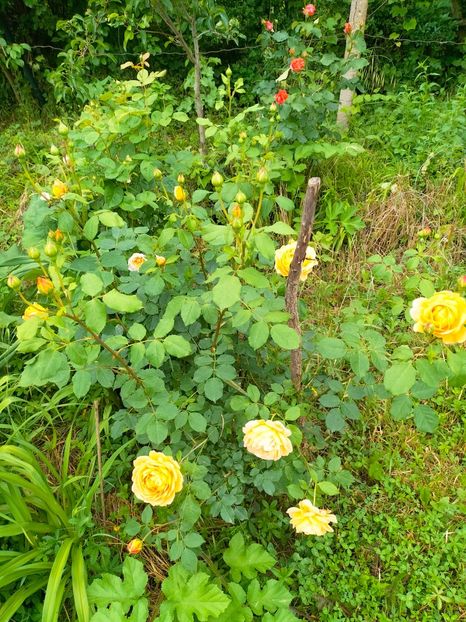 IMG20230606191722 - Anul 2023 vol 2