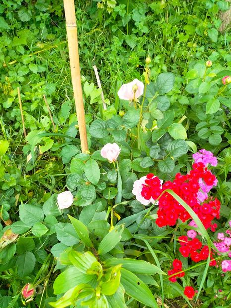 IMG20230606191644 - Anul 2023 vol 2