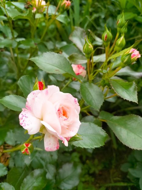 IMG20230606191610 - Anul 2023 vol 2