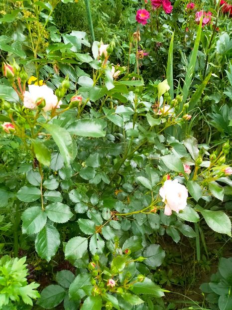 IMG20230606191607 - Anul 2023 vol 2