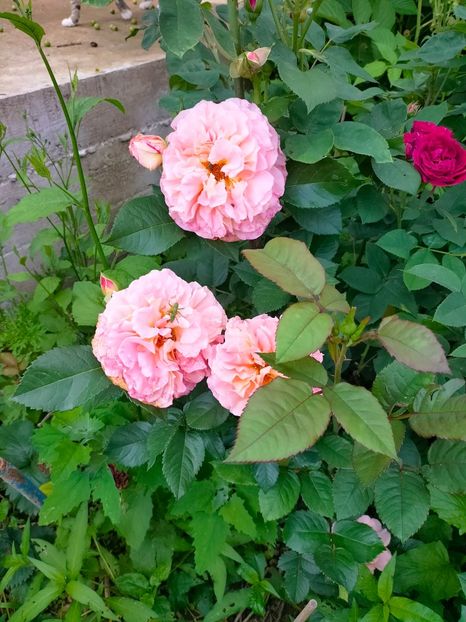 IMG20230605183414 - Anul 2023 vol 2