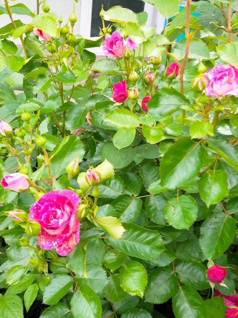 IMG20230605183336 - Anul 2023 vol 2