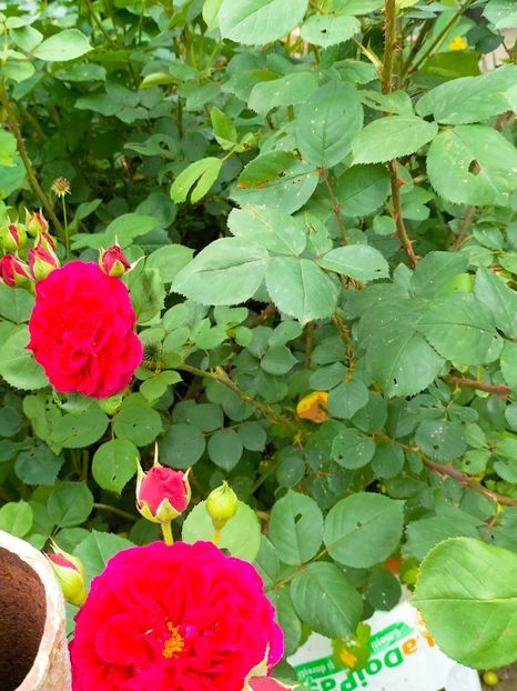 IMG20230605183302 - Anul 2023 vol 2