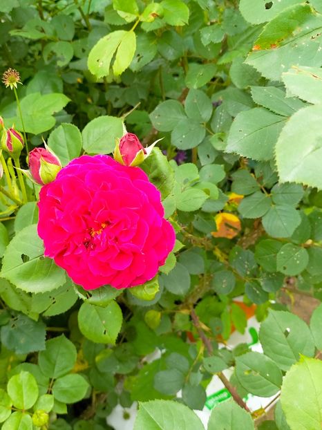 IMG20230605183257 - Anul 2023 vol 2