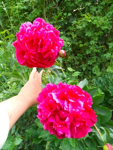 IMG20230605182455 - Anul 2023 vol 2