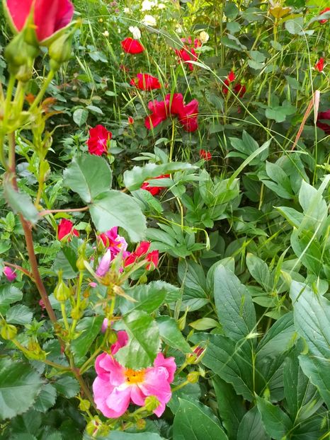 IMG20230605182412 - Anul 2023 vol 2