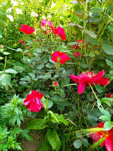 IMG20230605182255 - Anul 2023 vol 2