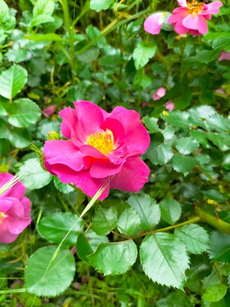 IMG20230605182251 - Anul 2023 vol 2