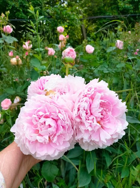 IMG20230605181843 - Anul 2023 vol 2