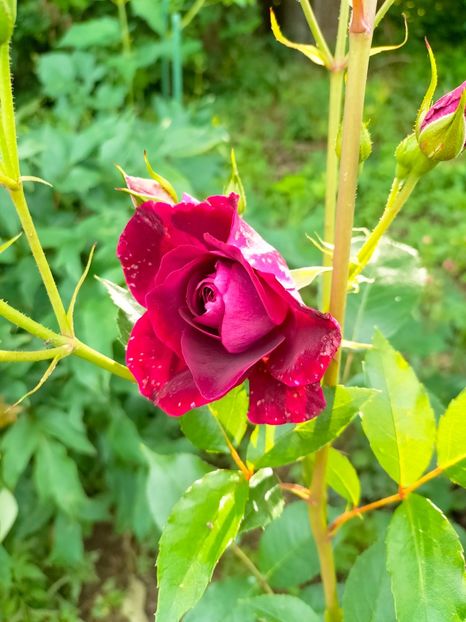 IMG20230605181601 - Anul 2023 vol 2