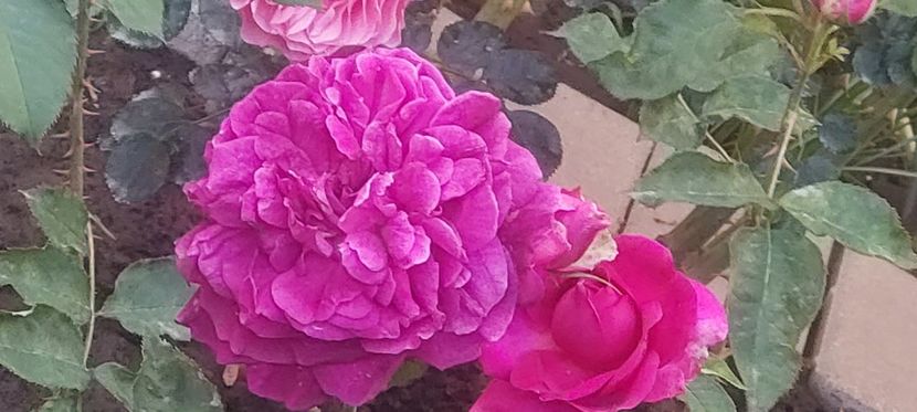 Monstead wood - Trandafiri 2023