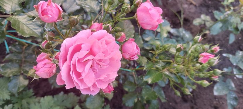 Moin moin - Trandafiri 2023