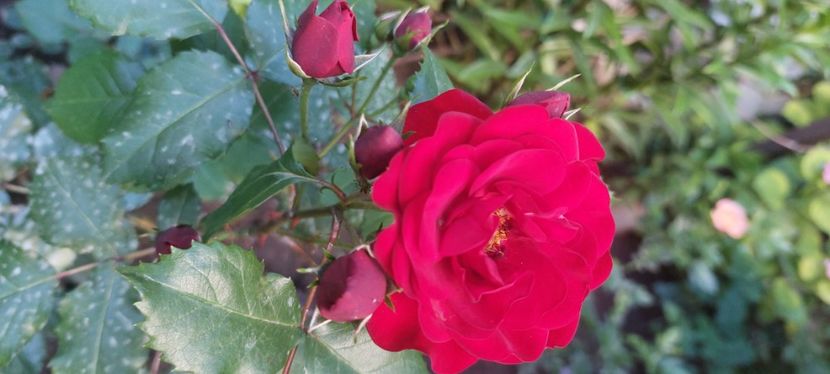 Lavaglut - Trandafiri 2023