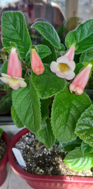 9c18e745-acea-4850-be5d-77c6da1e994ephoto - HCY s Perfumer