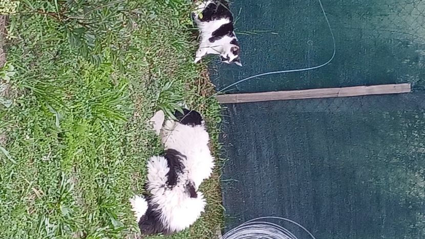  - Micile mele feline 2023