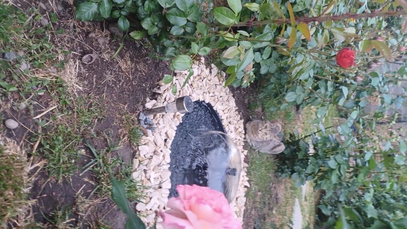  - Micile mele feline 2023