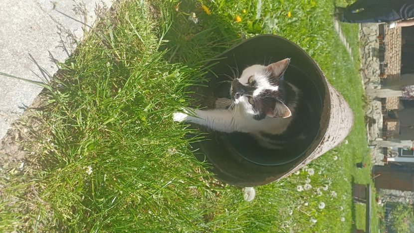  - Micile mele feline 2023