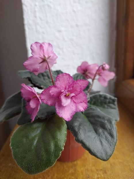  - Buckeye Cranberry Sparkler