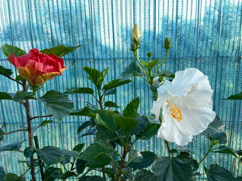 FAF94E99-9119-4EA7-A810-2C2FBD191214 - 001 - Hibiscusi