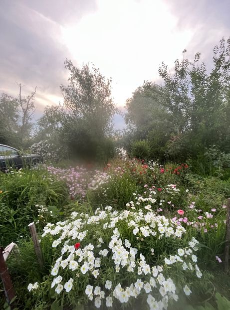 5620E3E2-2E20-4A8B-A177-440D6463C3F1 - Flori la Balta 2016 2023