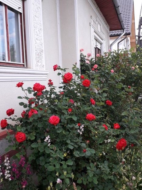  - Trandafiri in gradina mea