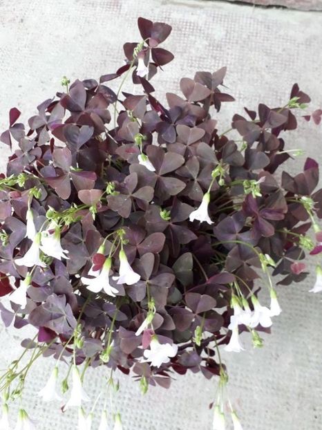  - oxalis triangularis