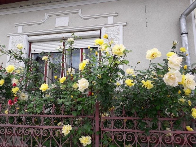  - Trandafiri in gradina mea