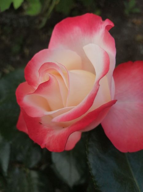  - Nostalgie Parfumat