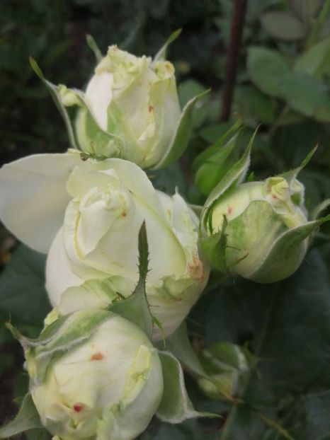  - Trandafiri 2020_2022 2023