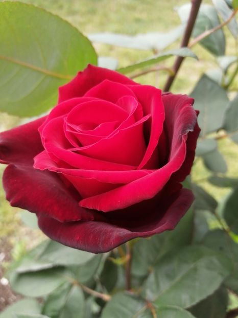  - Trandafiri 2020_2022 2023