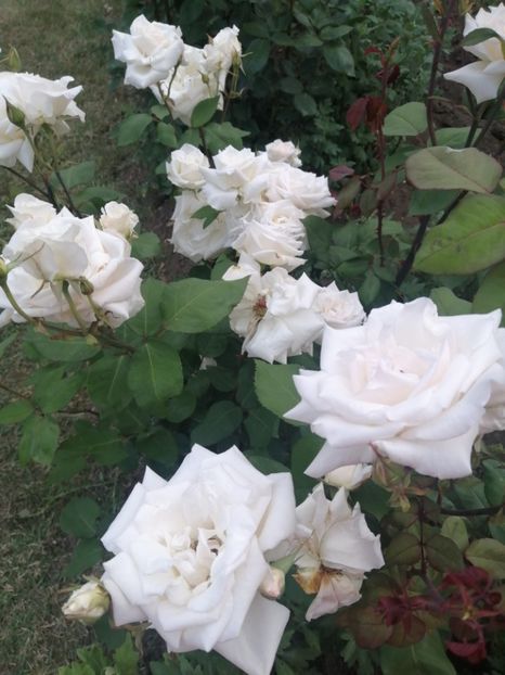  - Trandafiri 2020_2022 2023