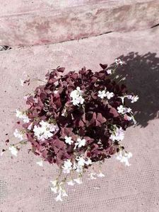20230605_180638[1] - oxalis triangularis