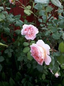 20230605_180652[1] - abraham darby