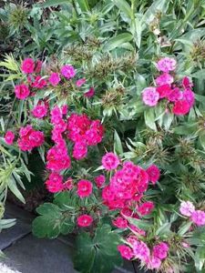 20230605_180435[1] - dianthus