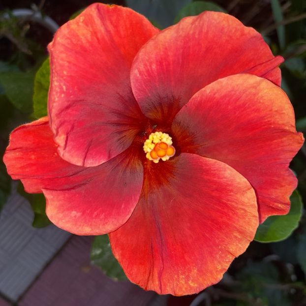 07.06.2023 - HIBISCUSI 2023-1