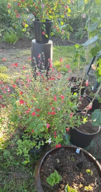 received_784212396659127 - 0 Gradina 2023