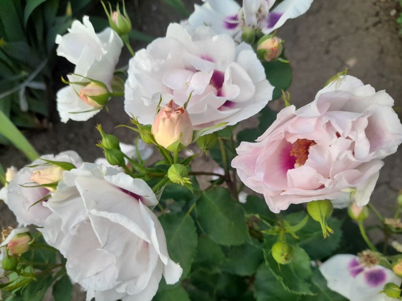  - Trandafiri 2020-2021-2022-2023