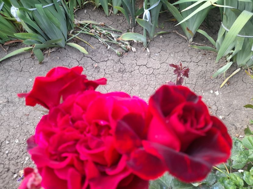  - Trandafiri 2020-2021-2022-2023