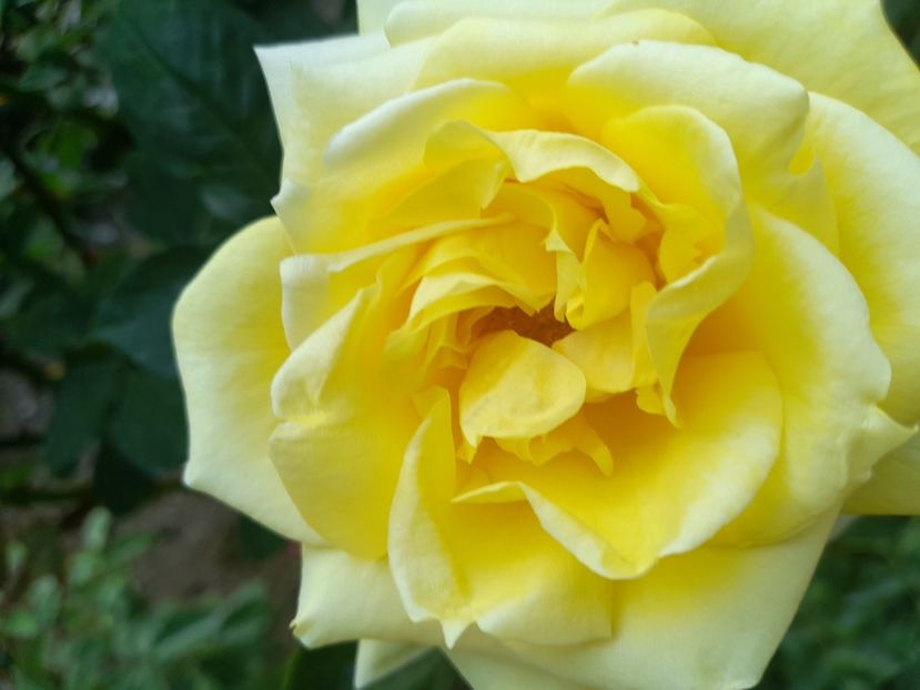  - Trandafiri 2020-2021-2022-2023