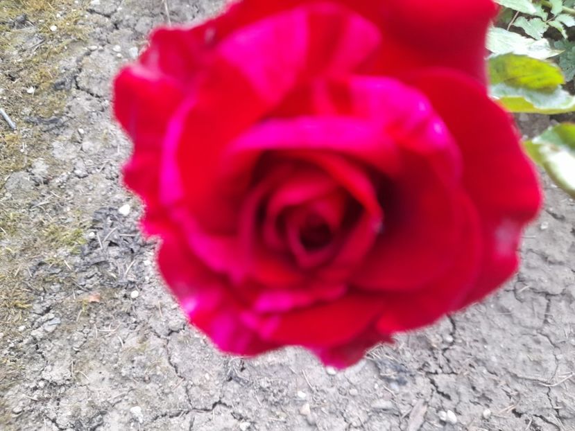  - Trandafiri 2020-2021-2022-2023