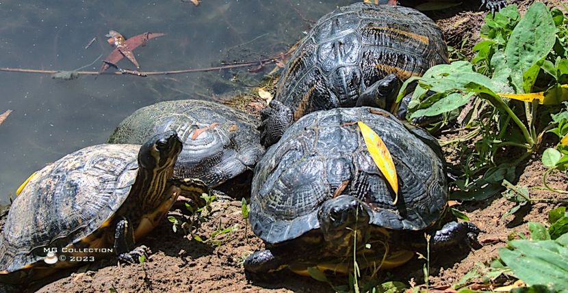 w-Turtles-Testoase-7647_02 - ANIMALE