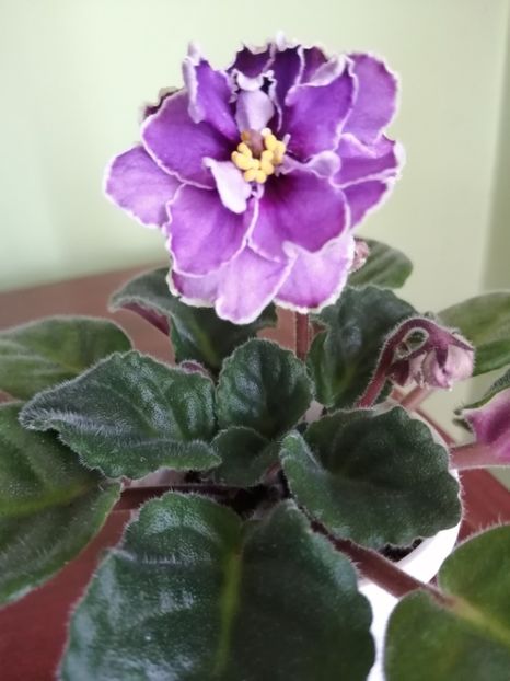  - Ultra Violet Nebula