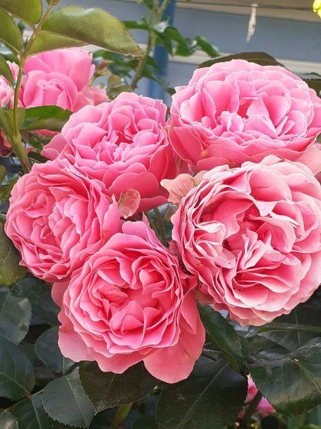  - Pink Leonardo 2021 - 2022 - 2023