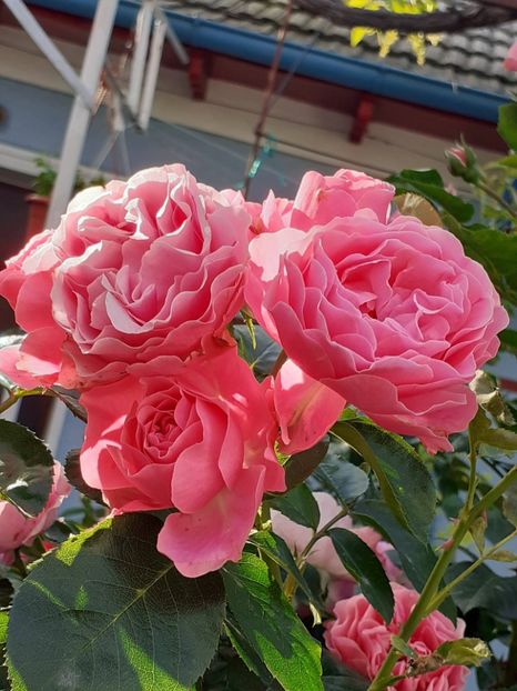  - Pink Leonardo 2021 - 2022 - 2023